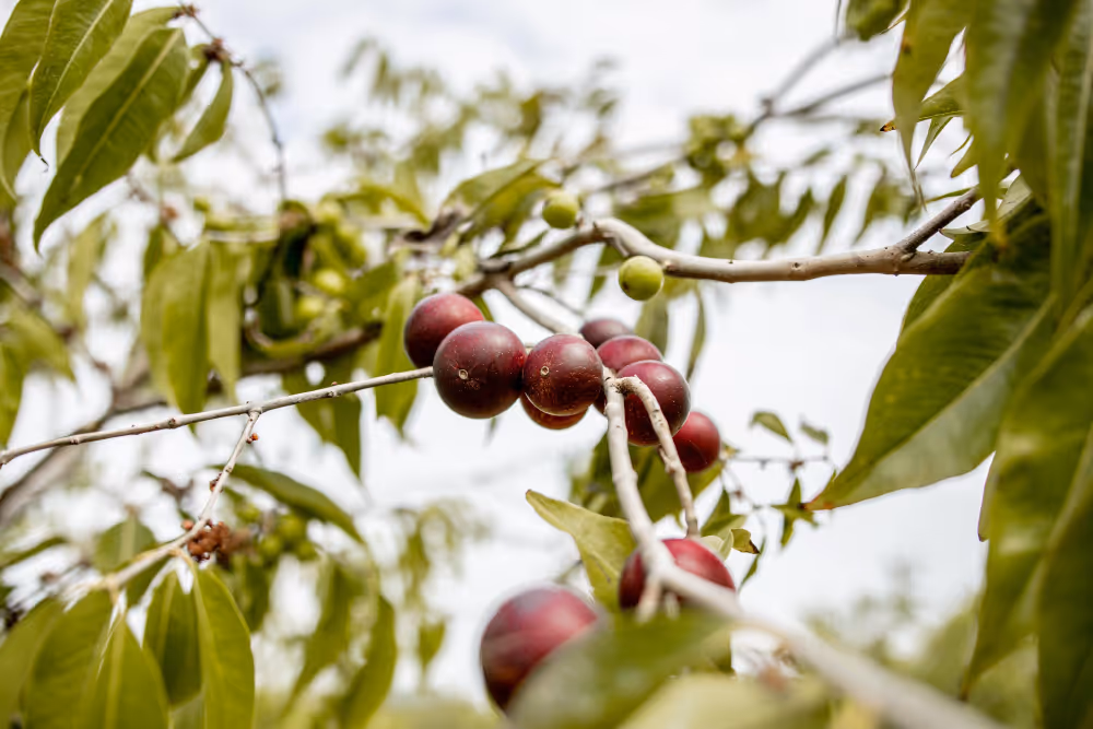 Sustainability in action